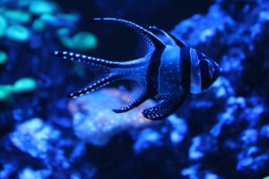 pisces