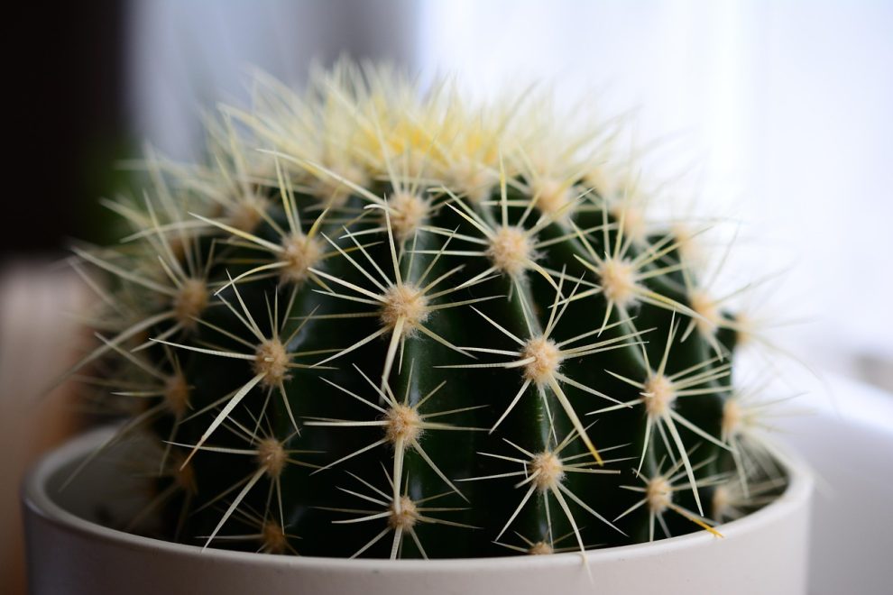 ulei de seminte de cactus