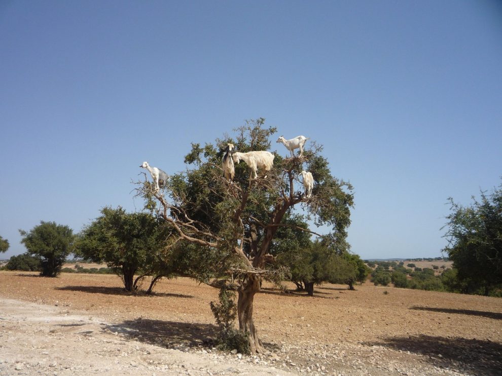 masca cu ulei de argan pentru fata