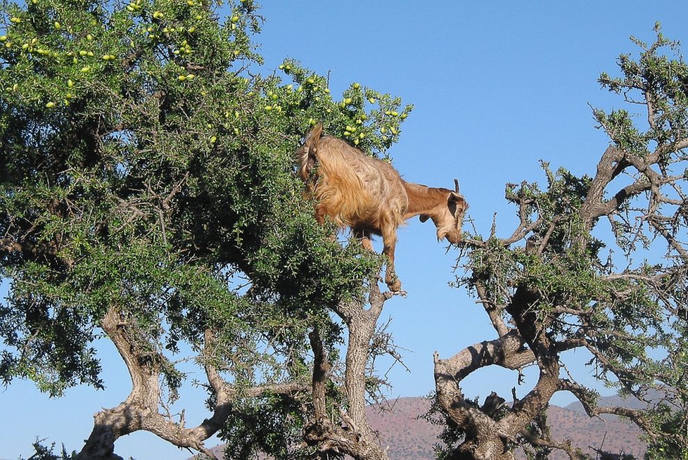 cum se foloseste uleiul de argan
