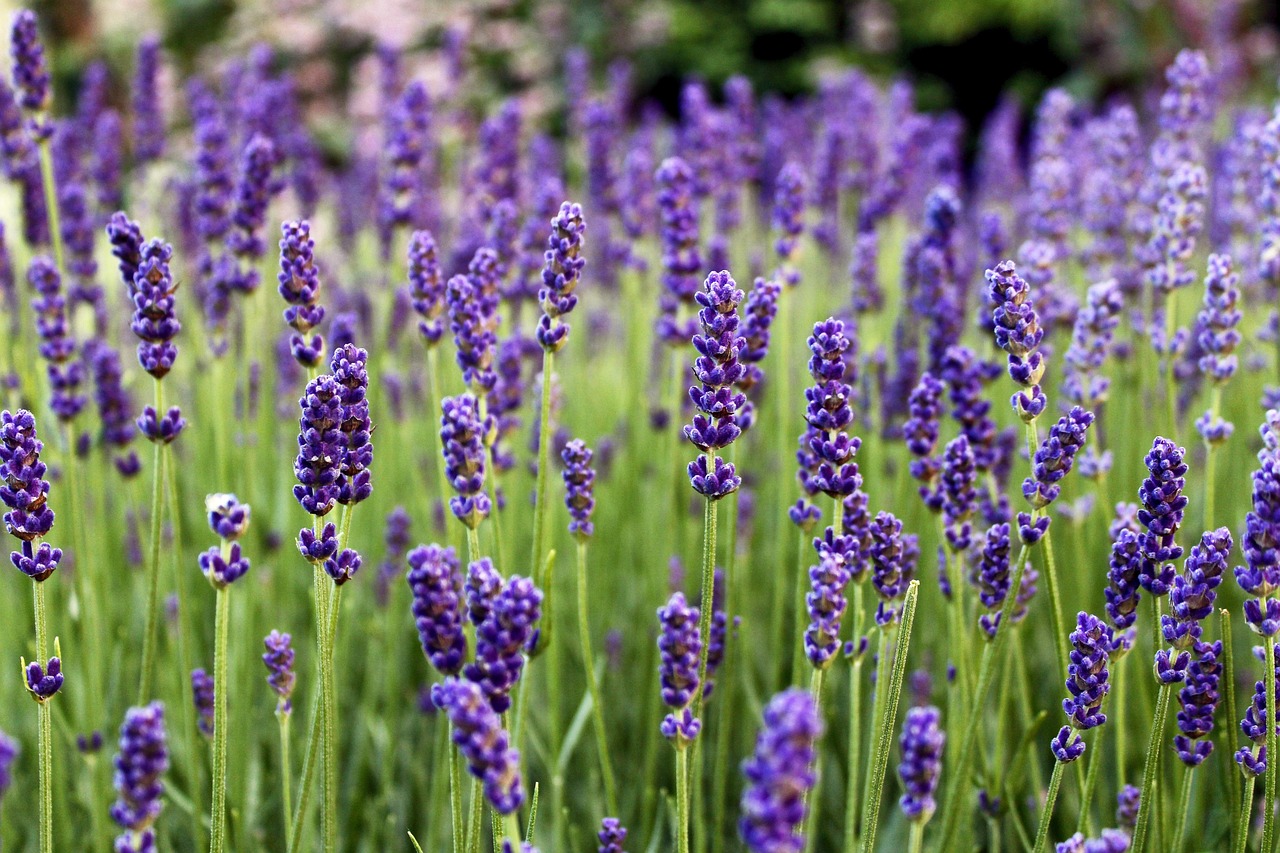 cat costa un litru de ulei de lavanda