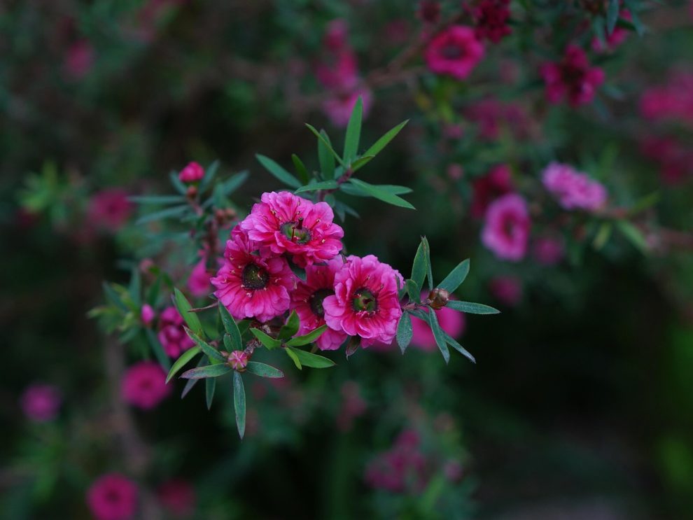 ulei de manuka