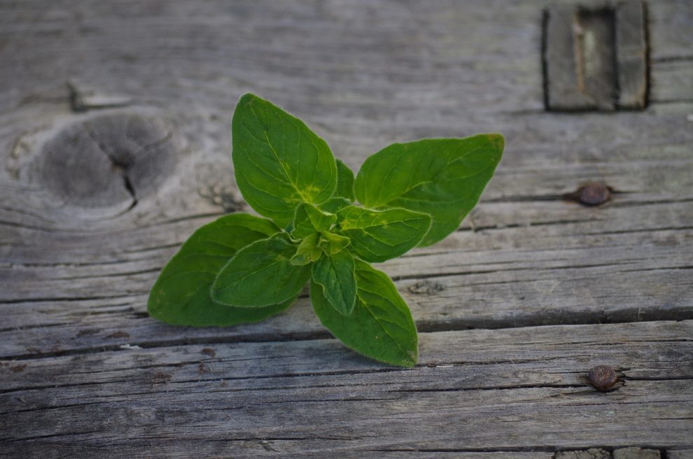 ulei esential de oregano
