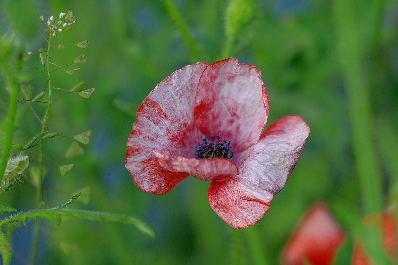 remedii pentru durerea de ovare