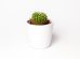 ulei de cactus beneficii