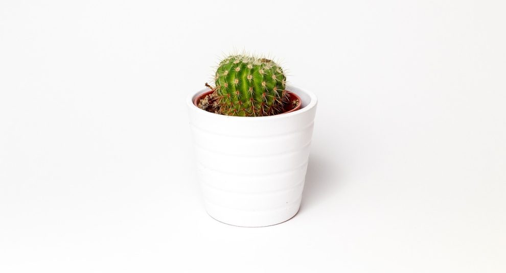 ulei de cactus beneficii
