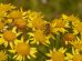 ulei arnica