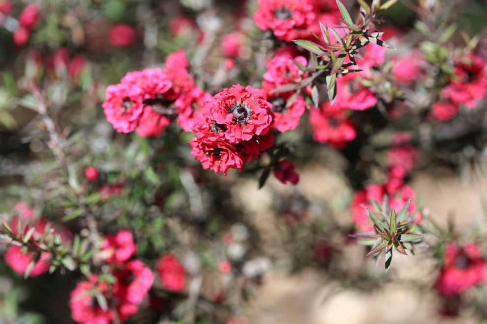 ulei esential de tea tree