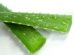 ulei aloe vera