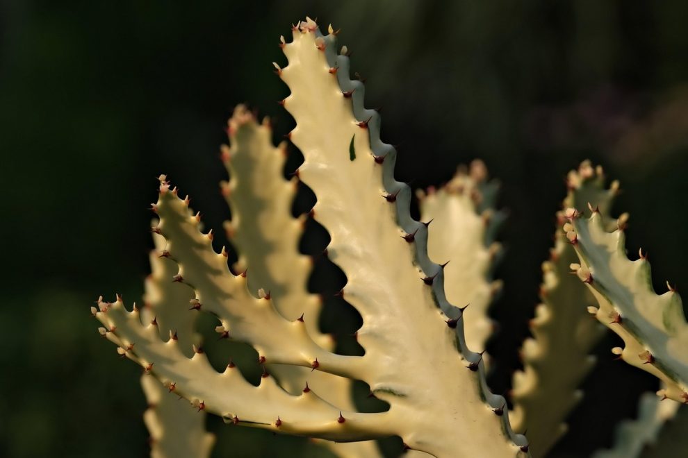 ulei cactus