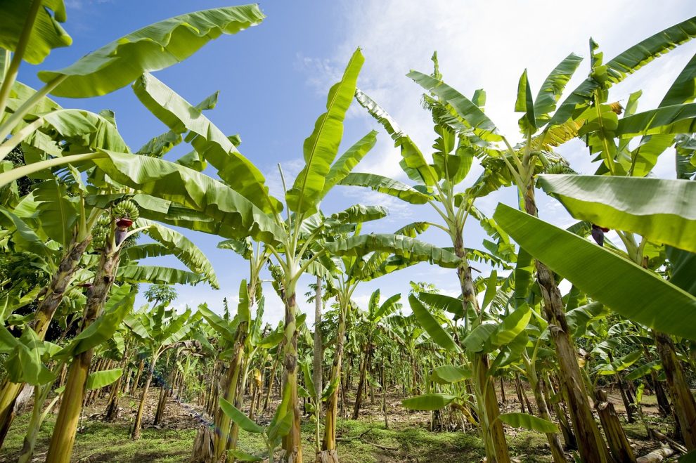 masca de fata cu banana si ou