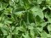 ceaiul de oregano