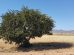 ulei de argan pentru incretirea parului
