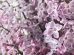 ceaiul de lavanda