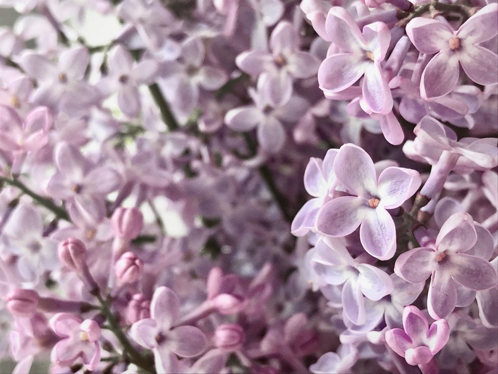 ceaiul de lavanda