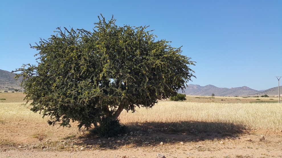 masca cu ulei de argan pentru fata