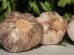 durerea de dinti remedii naturale