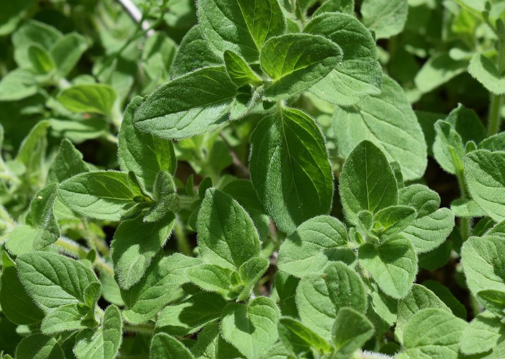 ulei de oregano pentru papiloame