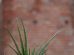 masca de fata cu aloe vera si bicarbonat