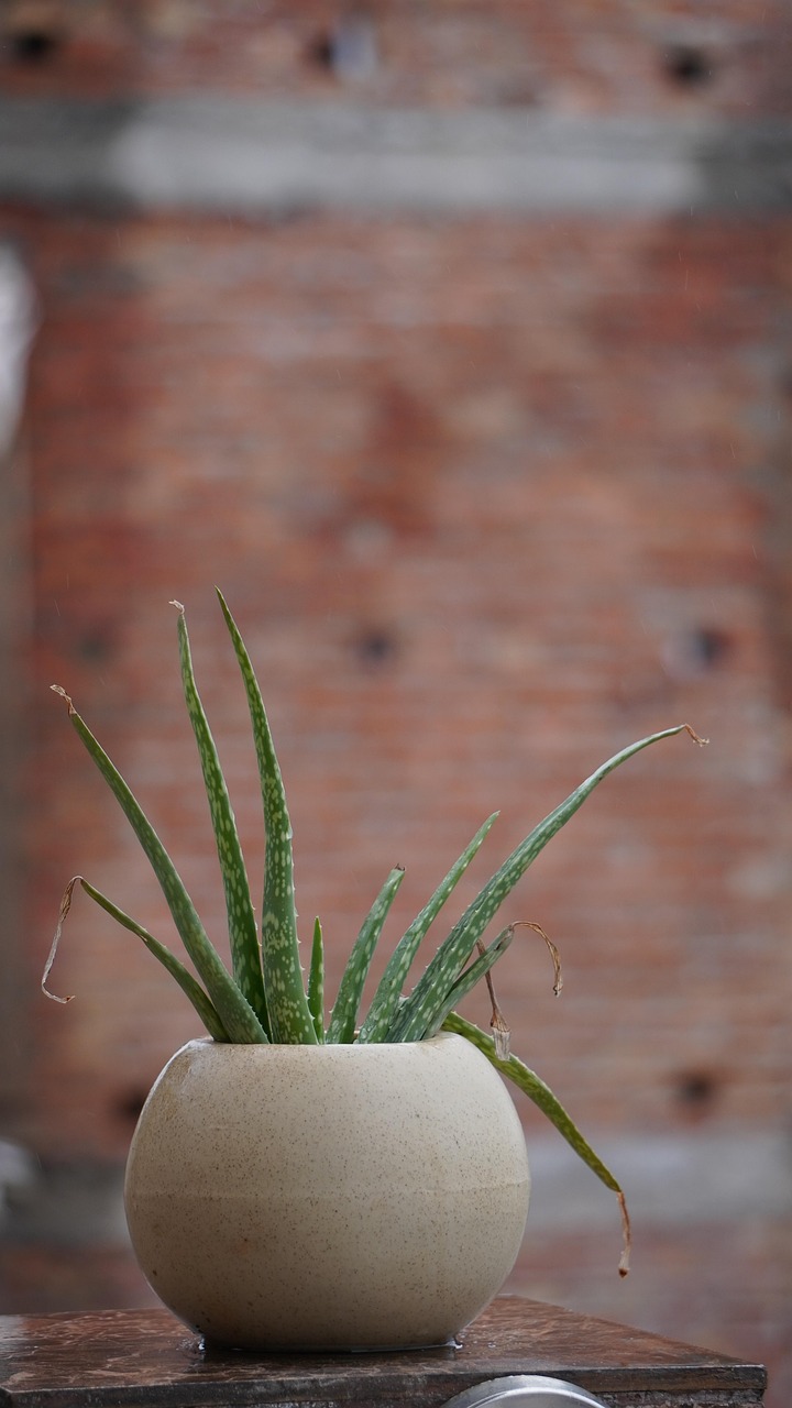 masca de fata cu aloe vera si bicarbonat