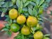 ulei esential de grapefruit