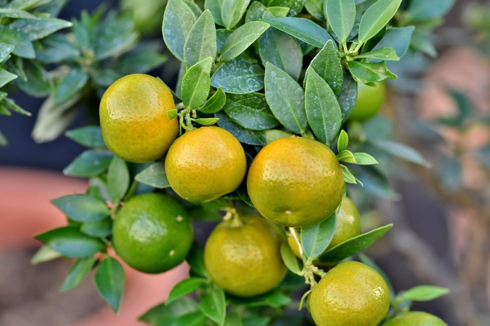 ulei esential de grapefruit