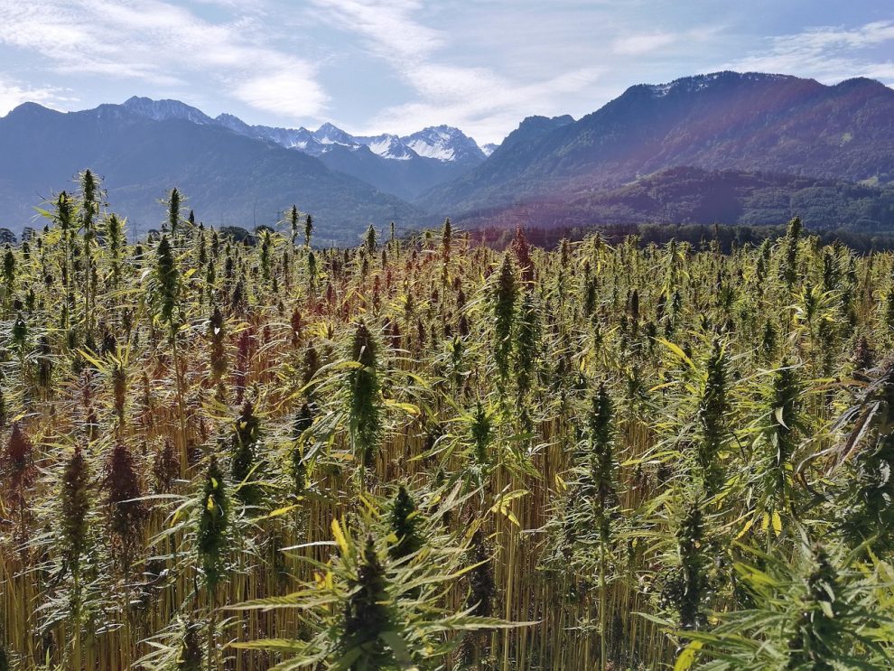 ulei de canabis medicinal