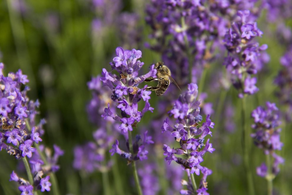 ulei de lavanda beneficii pentru par