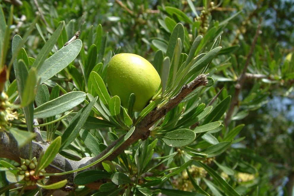 ulei argan