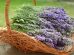 masca cu ulei de lavanda pentru ten
