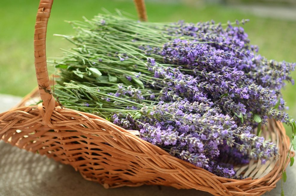 masca cu ulei de lavanda pentru ten