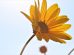 ulei de arnica beneficii