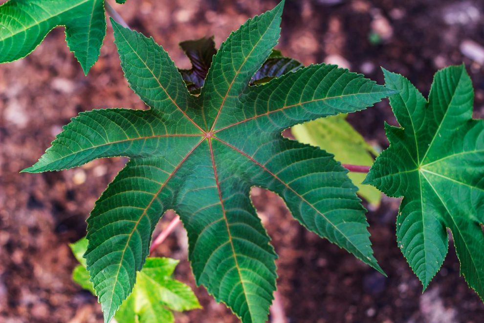 masca de par cu ulei de ricin pentru caderea parului